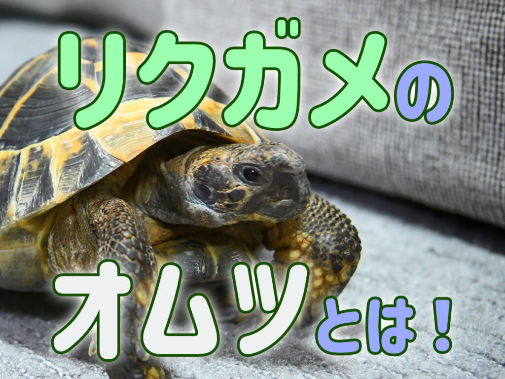 リクガメのオムツとは！オムツ3選とおむつカバー、メリット・デメリット