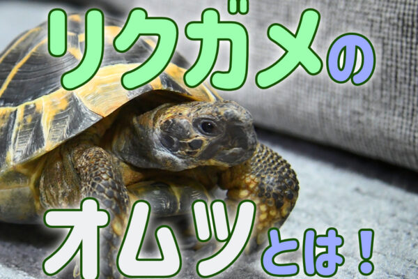 リクガメのオムツとは！オムツ3選とおむつカバー、メリット・デメリット