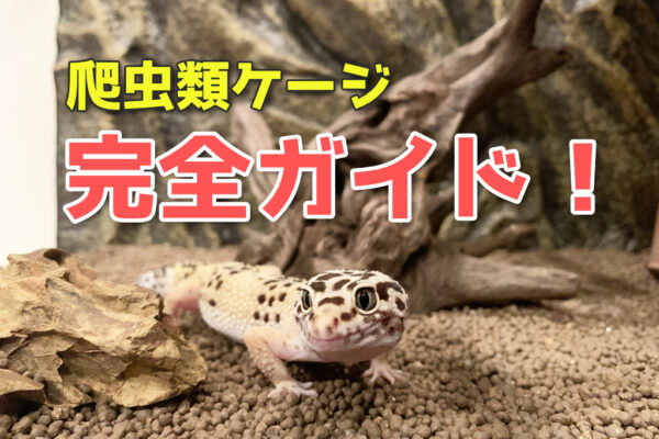 爬虫類ケージ完全ガイド！ガラスなどの素材・サイズ別の特徴とおすすめ生体