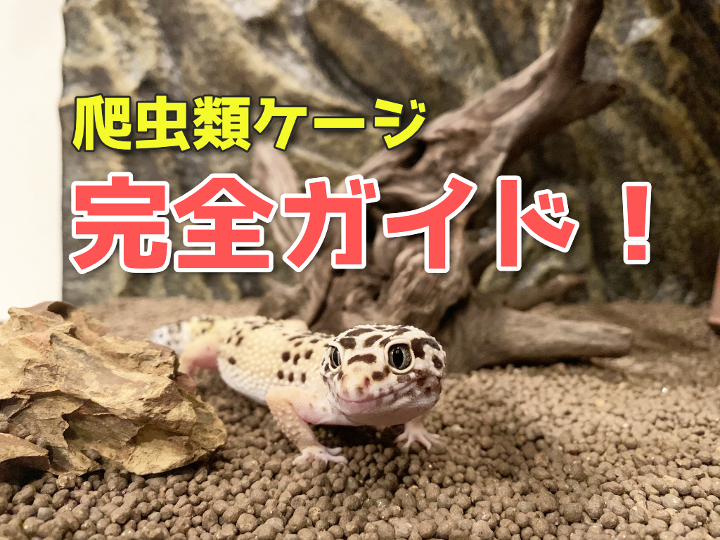爬虫類ケージ完全ガイド！ガラスなどの素材・サイズ別の特徴とおすすめ生体