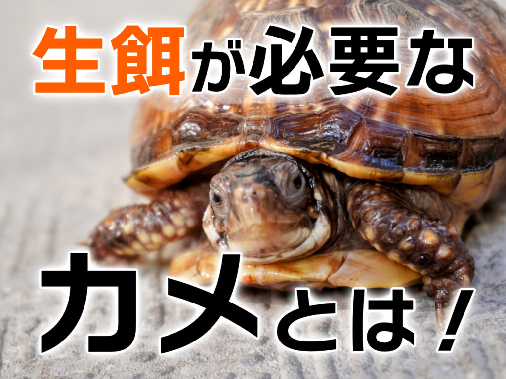 生餌が必要なカメ5種！生餌を与えるメリットと必要性、ストック方法