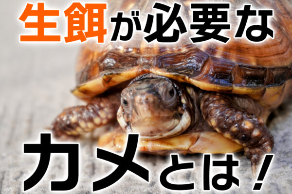 生餌が必要なカメ5種！生餌を与えるメリットと必要性、ストック方法