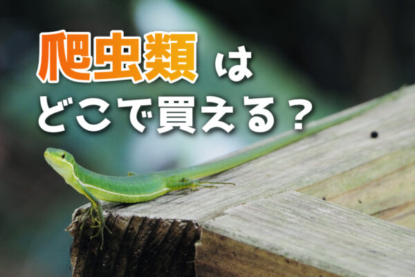 爬虫類はどこで買える？ショップ・イベントの違いや購入前に確認したいこと