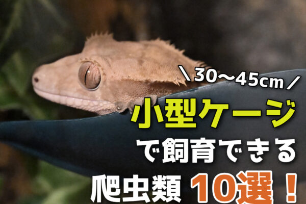 小型ケージで飼育できる爬虫類おすすめ10選！サイズ、多頭飼育も解説