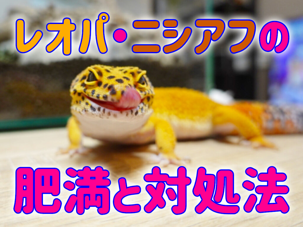 レオパ・ニシアフの肥満とは！脇プニ・お腹が膨らむ原因と対処方法