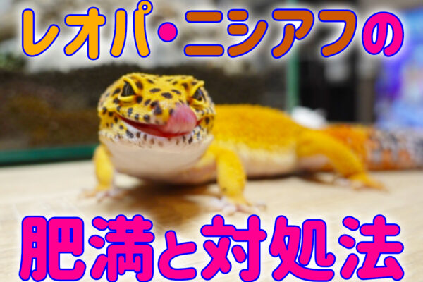 レオパ・ニシアフの肥満とは！脇プニ・お腹が膨らむ原因と対処方法