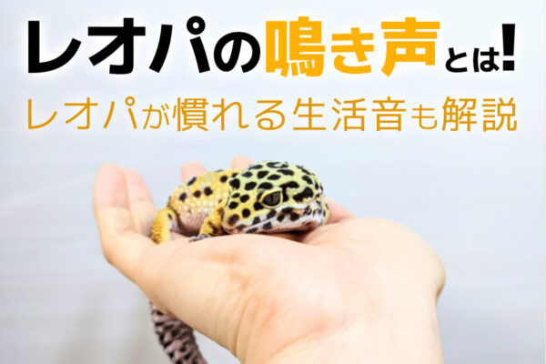 レオパの鳴き声とは！鳴き声の種類と対策、レオパが慣れる生活音について