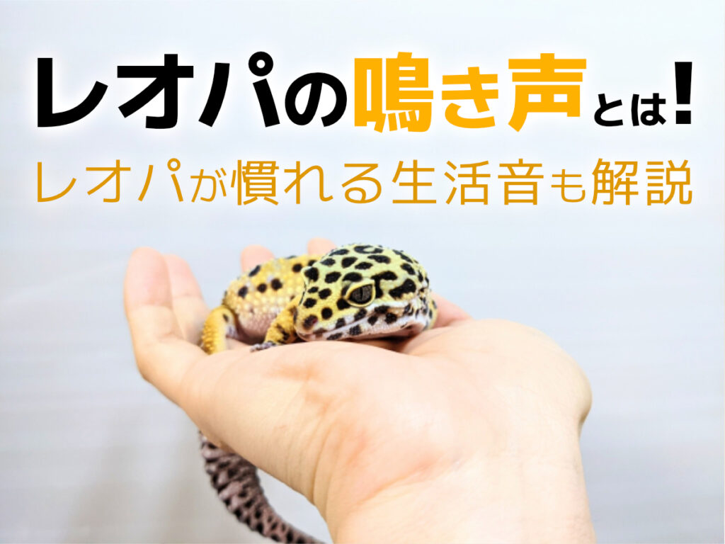 レオパの鳴き声とは！鳴き声の種類と対策、レオパが慣れる生活音について