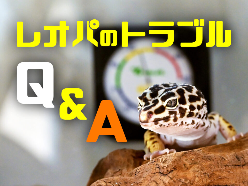 レオパのトラブルQ＆A！拒食・脱皮不全・病気・自切の対処と受診目安