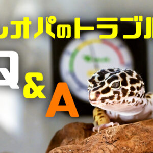 爬虫類のダニ駆除・対策！ダニがついてしまったら温浴とお酢が有効です！