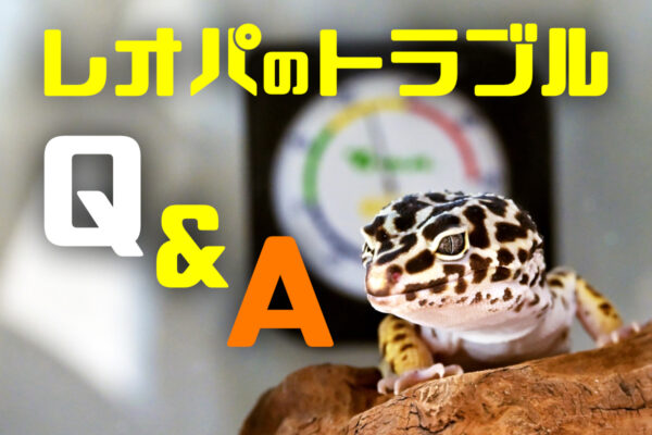レオパのトラブルQ＆A！拒食・脱皮不全・病気・自切の対処と受診目安