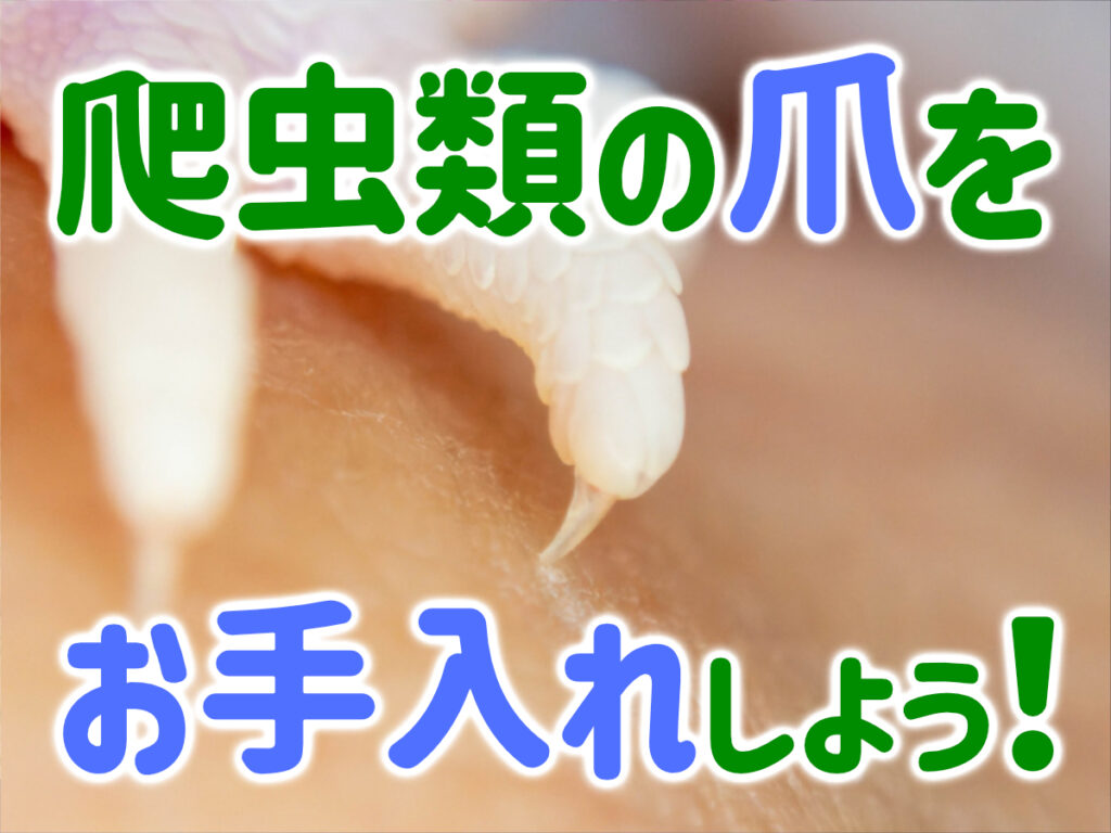 爬虫類の爪をお手入れしよう！爪が痛いときの対処法やお手入れ方法