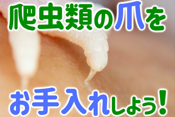 爬虫類の爪をお手入れしよう！爪が痛いときの対処法やお手入れ方法