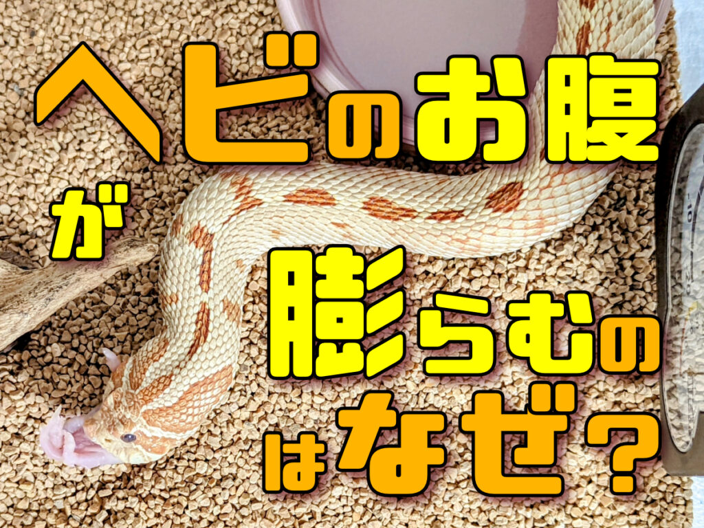 ヘビのお腹が膨らんだ！注意が必要な膨らみ方や、腹部膨満の原因と予防