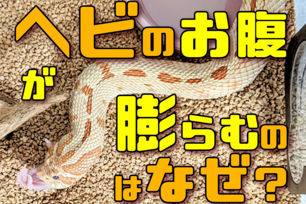 ヘビのお腹が膨らんだ！注意が必要な膨らみ方や、腹部膨満の原因と予防