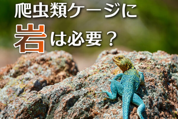 爬虫類ケージに岩は必要？オススメ8選！メリット・デメリットも解説