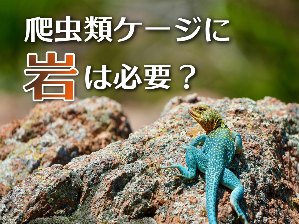 爬虫類ケージに岩は必要？オススメ8選！メリット・デメリットも解説