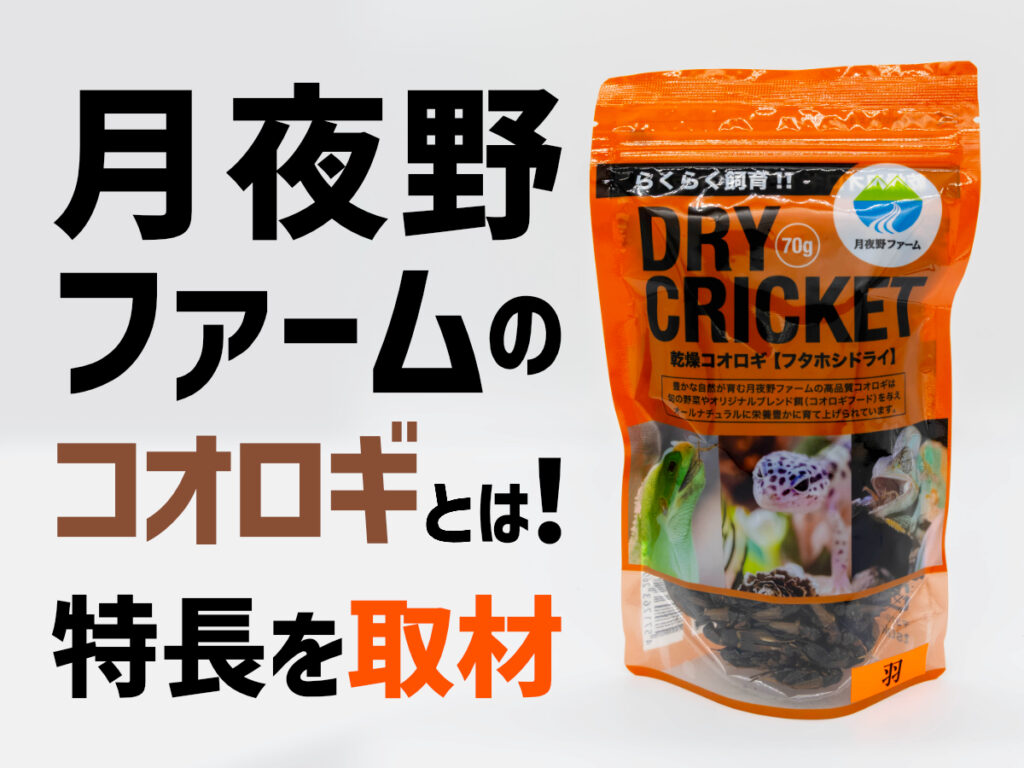 月夜野ファームのコオロギとは！なぜ臭わない？品質管理についても取材