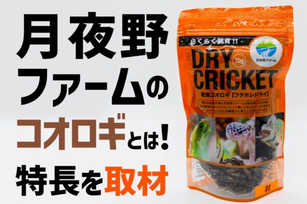 月夜野ファームのコオロギとは！なぜ臭わない？品質管理についても取材