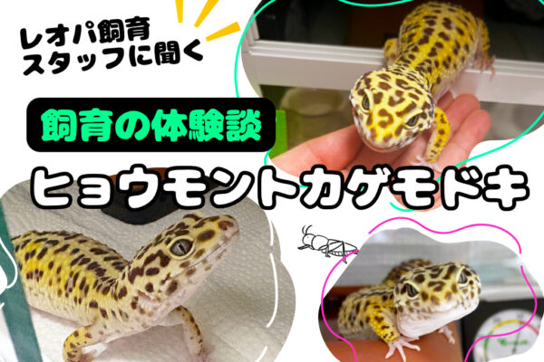 ヒョウモントカゲモドキ飼育の体験談｜レオパ飼育スタッフに聞く環境・餌・脱皮・通院