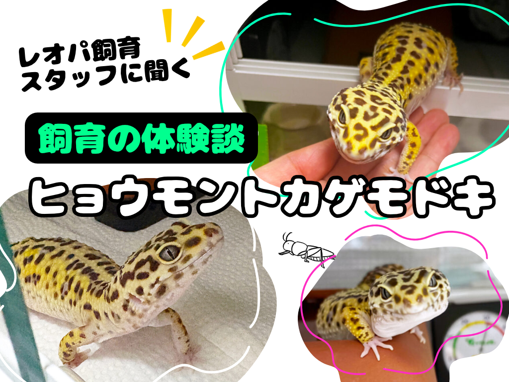 ヒョウモントカゲモドキ飼育の体験談｜レオパ飼育スタッフに聞く環境・餌・脱皮・通院