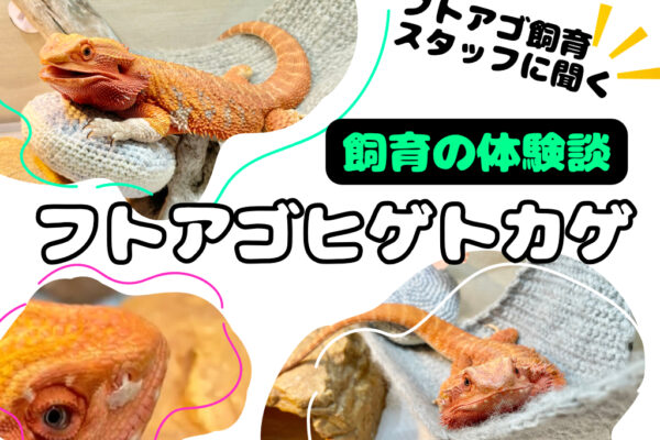 フトアゴヒゲトカゲ飼育の体験談｜フトアゴ飼育スタッフに聞くエサや病気対処、細やかな調整テクニック