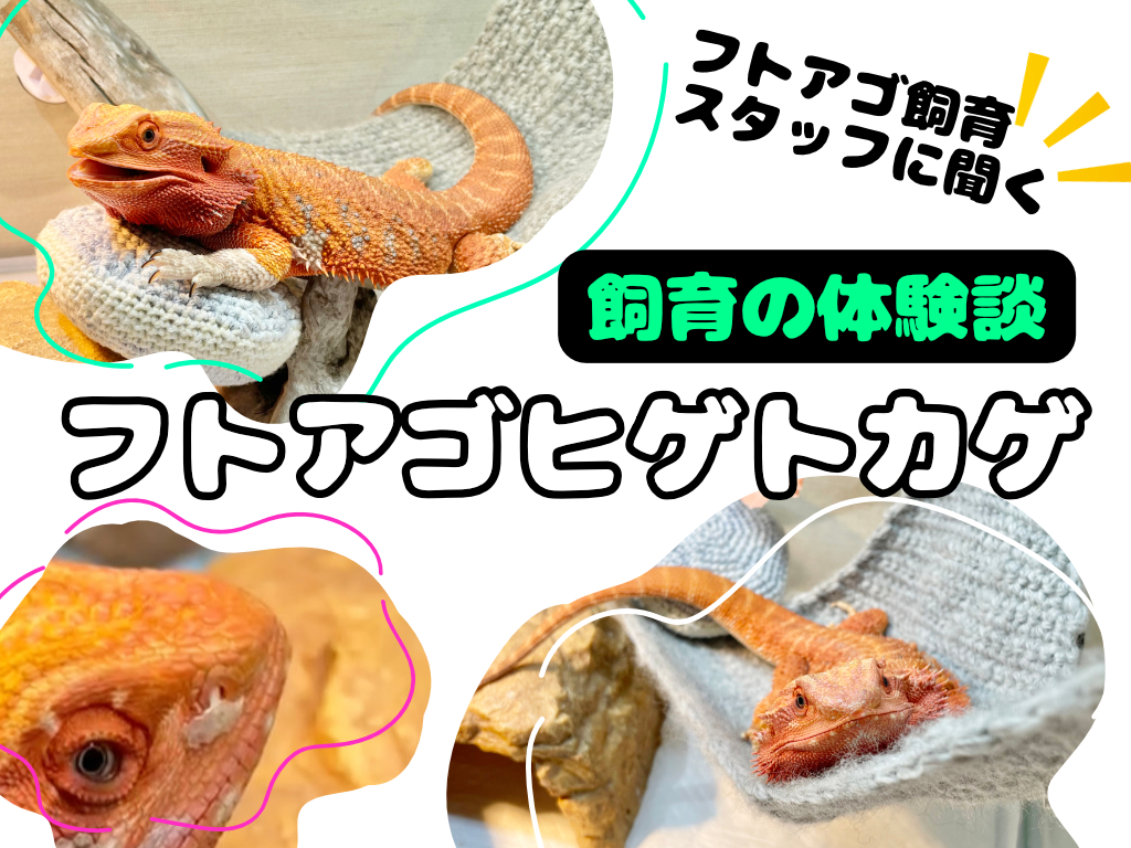 フトアゴヒゲトカゲ飼育の体験談｜フトアゴ飼育スタッフに聞くエサや病気対処、細やかな調整テクニック