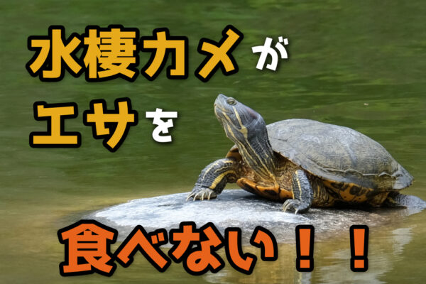 水棲カメがエサを食べない！原因と対策、おすすめのエサについて解説！