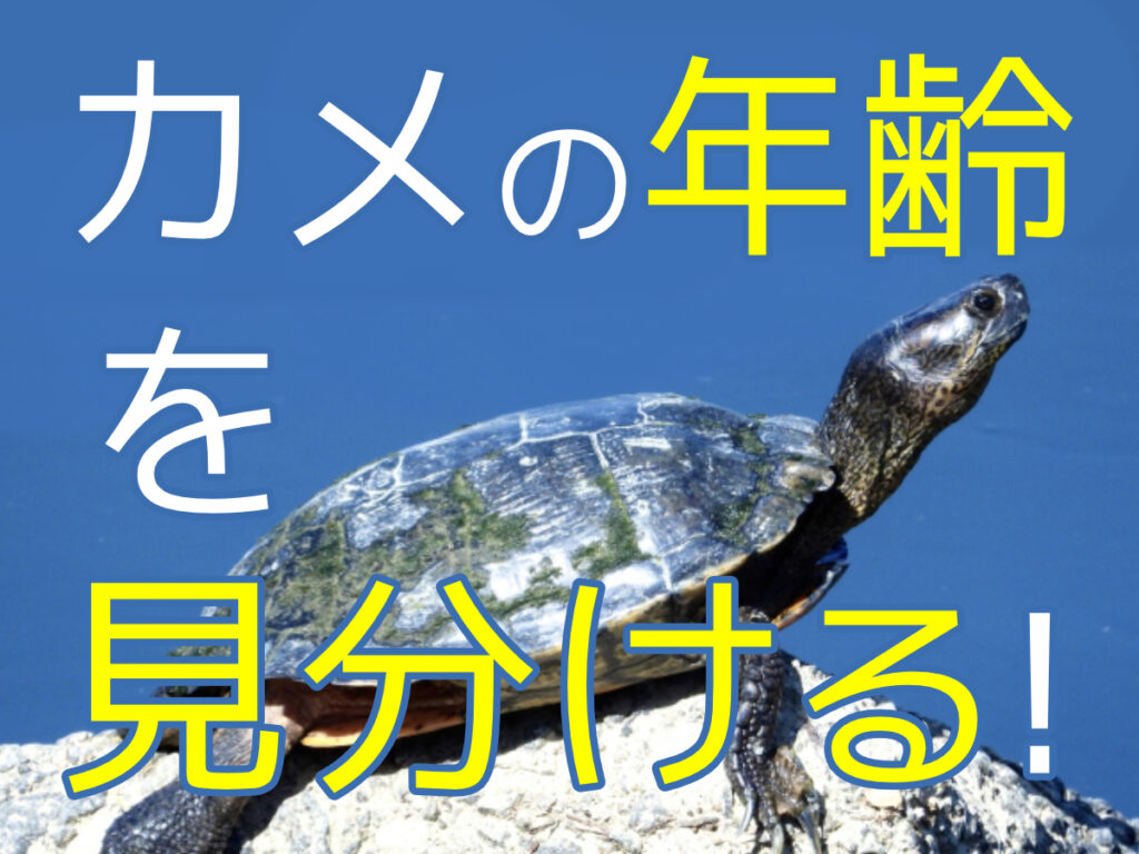 カメの年齢を見分ける方法！水棲カメ・リクガメの年齢判断ポイントと性成熟
