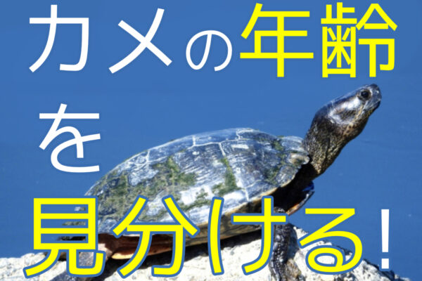 カメの年齢を見分ける方法！水棲カメ・リクガメの年齢判断ポイントと性成熟