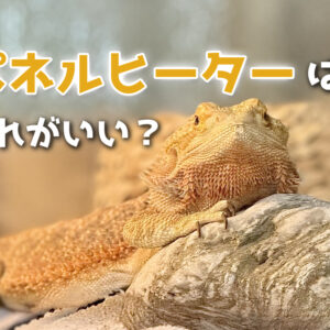 フトアゴヒゲトカゲの病気と体調不良のサイン！症状別の原因・対処法を解説