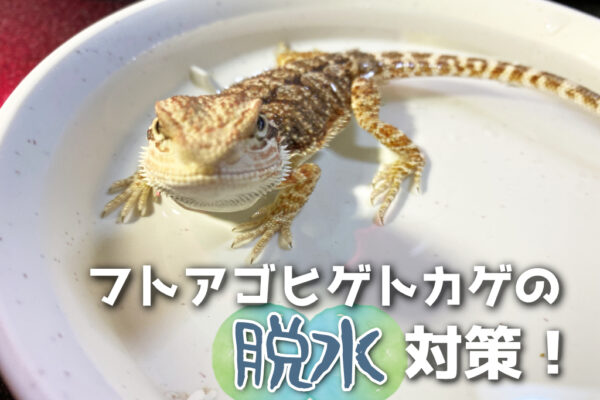 フトアゴヒゲトカゲの脱水対策！脱水のサインと給水方法について解説