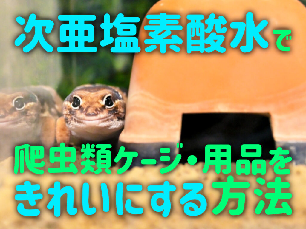 次亜塩素酸水で爬虫類ケージ・用品をきれいにする方法！おすすめアイテムも紹介