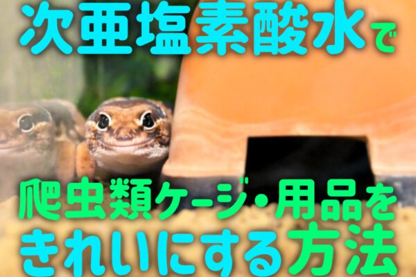 次亜塩素酸水で爬虫類ケージ・用品をきれいにする方法！おすすめアイテムも紹介