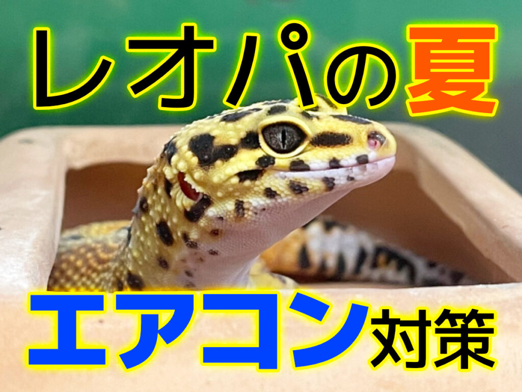 レオパとエアコン！夏のヒョウモントカゲモドキの温度管理とカビ対策
