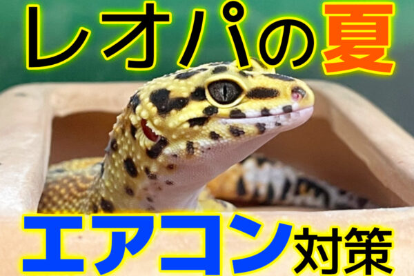 レオパとエアコン！夏のヒョウモントカゲモドキの温度管理とカビ対策