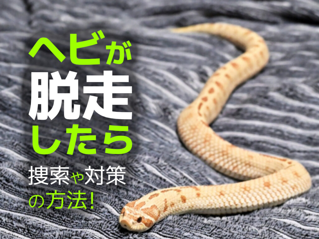 ヘビが脱走したら！緊急時の対処と捜索方法！ケージの脱走対策も解説