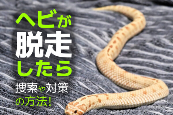 ヘビが脱走したら！緊急時の対処と捜索方法！ケージの脱走対策も解説