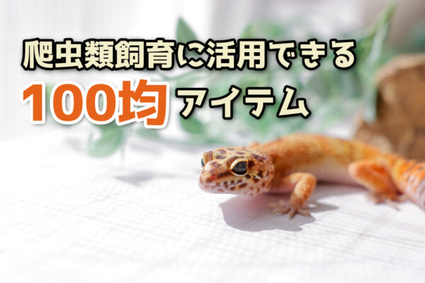 爬虫類飼育に活用できる！100均アイテム20選！安くて便利な製品