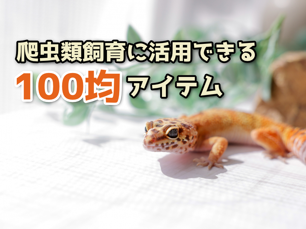 爬虫類飼育に活用できる！100均アイテム20選！安くて便利な製品