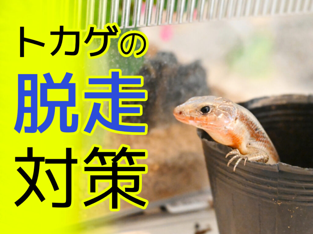 トカゲが脱走したら！フトアゴからニホントカゲなど小型種の対策