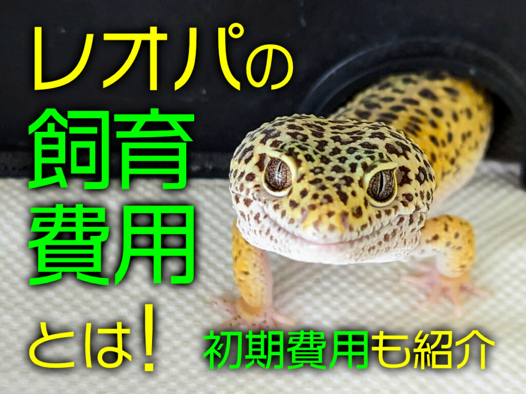 レオパ飼育の費用！初期はいくらかかる？エアコンは必須なのかも解説