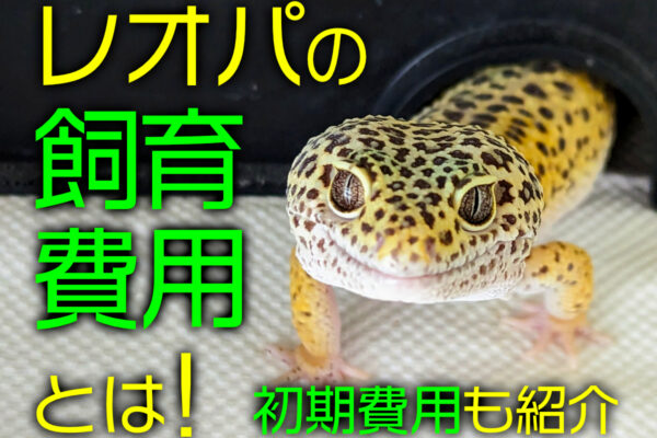 レオパ飼育の費用！初期はいくらかかる？エアコンは必須なのかも解説