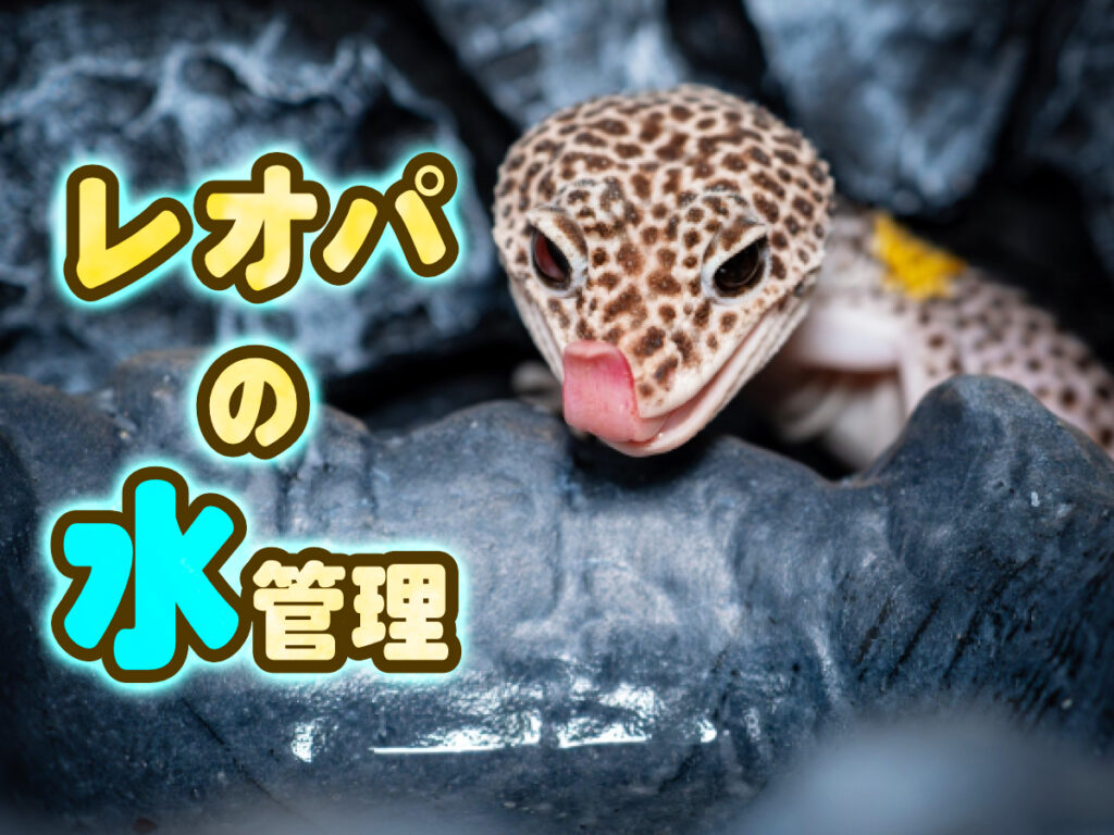 レオパの水管理！飲み水・水分補給の重要性と与え方！水皿や餌などを解説