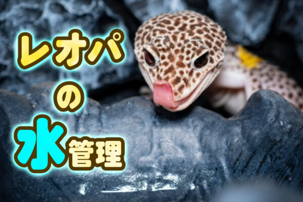 レオパの水管理！飲み水・水分補給の重要性と与え方！水皿や餌などを解説
