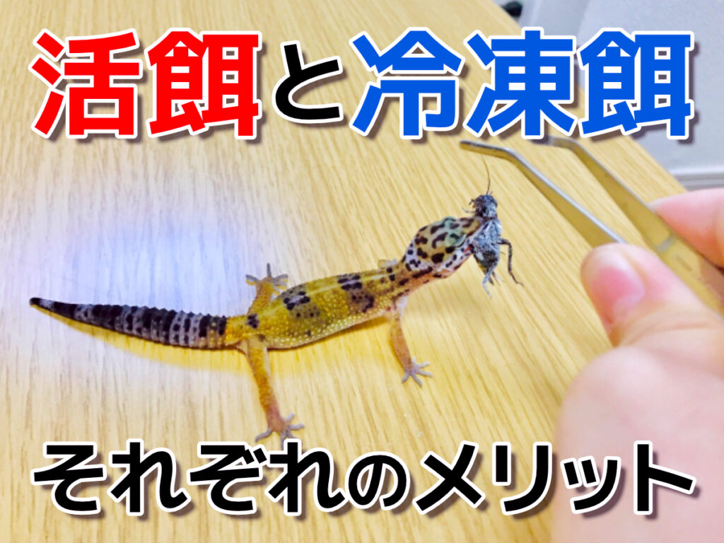 爬虫類の活餌と冷凍餌！それぞれメリットと栄養の違いとおすすめの与え方