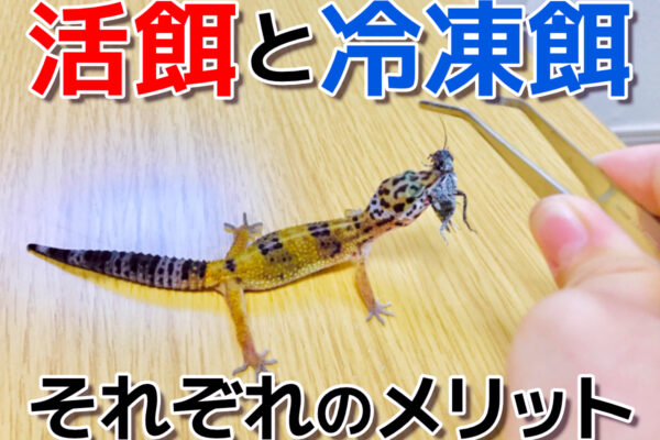 爬虫類の活餌と冷凍餌！それぞれメリットと栄養の違いとおすすめの与え方