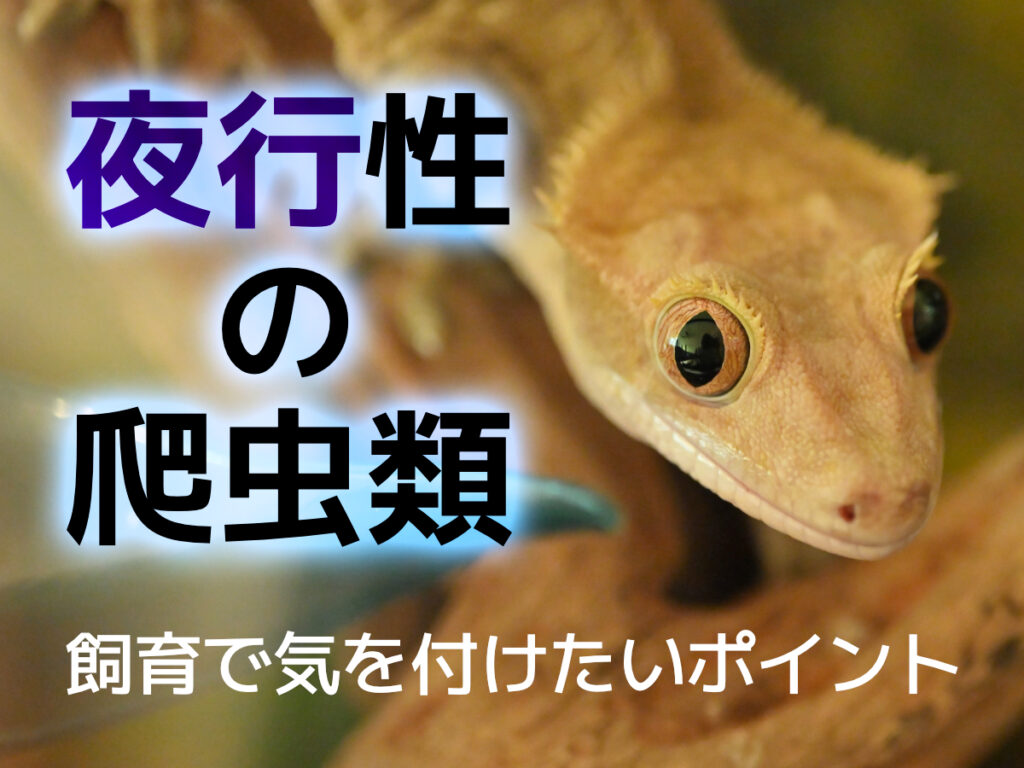 夜行性の爬虫類！種類と飼育時に気を付けたいこと5選！UVは必要かも解説