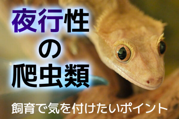 夜行性の爬虫類！種類と飼育時に気を付けたいこと5選！UVは必要かも解説