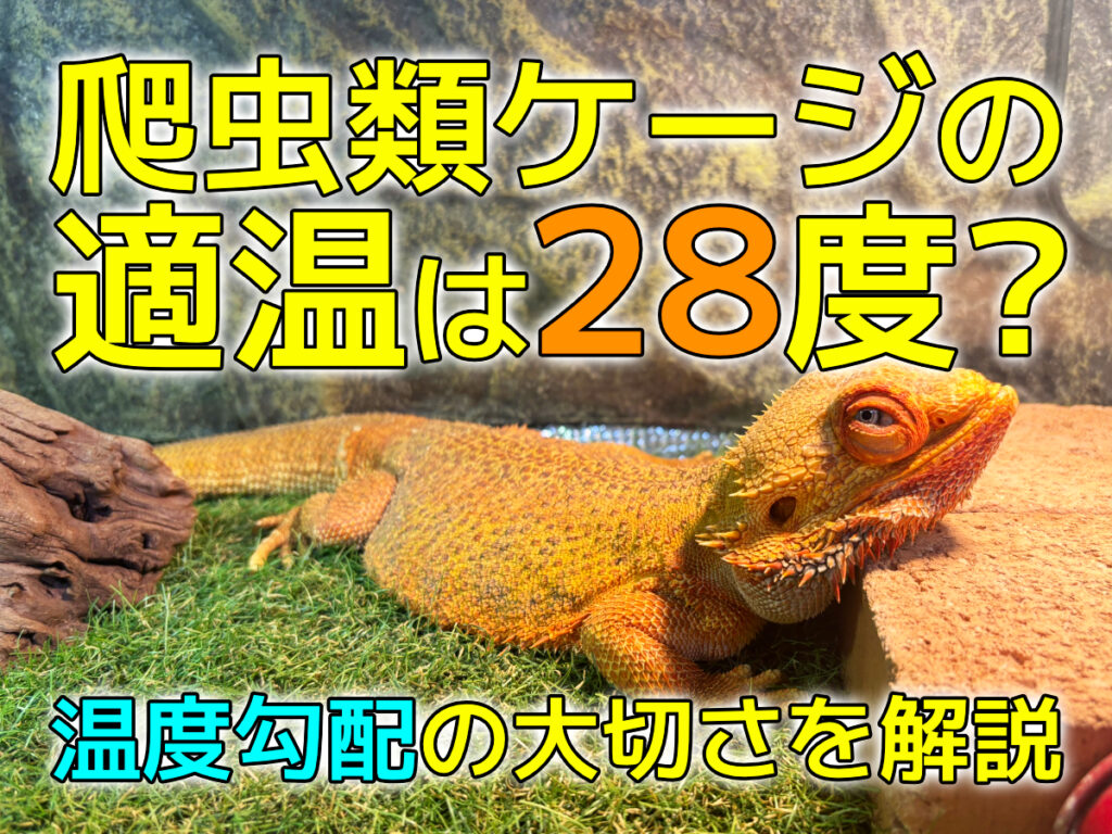 爬虫類の適温は28度？ホットスポットとクールゾーンで長寿を目指す